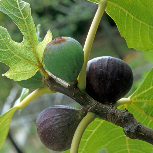 Beerโs Black Dwarf Fig Tree โ Ficus carica โ Dwarf Self-Fertile Fig Plant โ Bare Root Starter โ Rare Sweet Fruit โ Patio Friendly