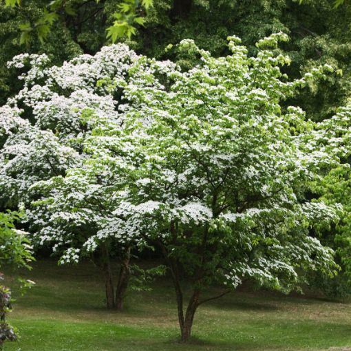 3 White Kousa Dogwood Tree Cuttings (Unrooted) β Cornus kousa, Flowering Dogwood, Ornamental Tree, Rare Garden Plant