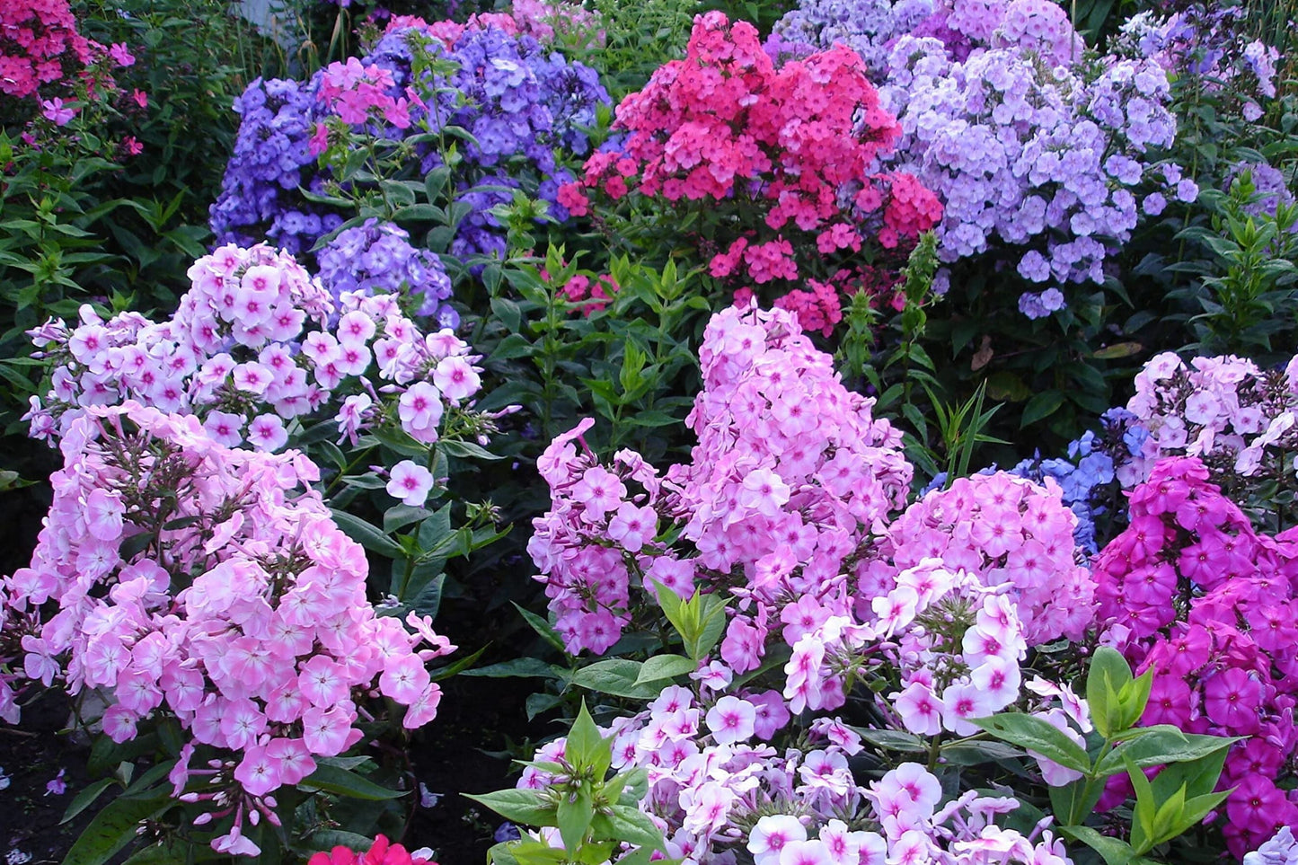 Mixed Phlox Seeds for Planting, 1000 Popstars Creeping Perennial, Phlox subulata, Colorful Ground Cover Garden Seeds