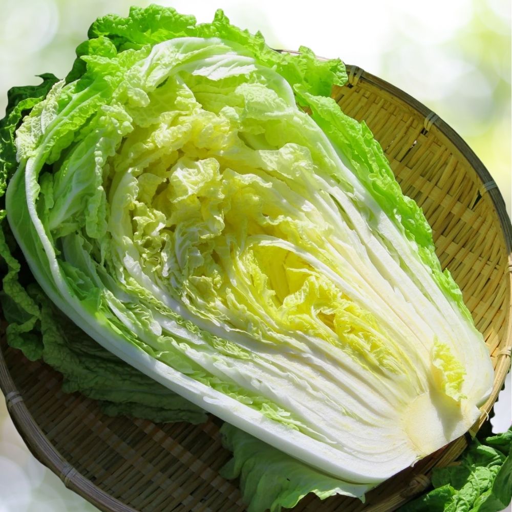 150 Kogane Chinese Cabbage Seeds – Napa Cabbage Heirloom Vegetable for Spring & Fall Planting