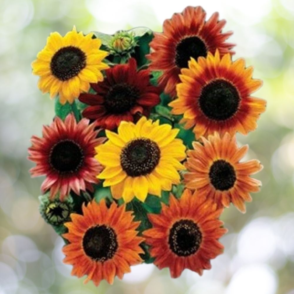 30 Sunflower Seed Mix - Vibrant Heirloom Blooms