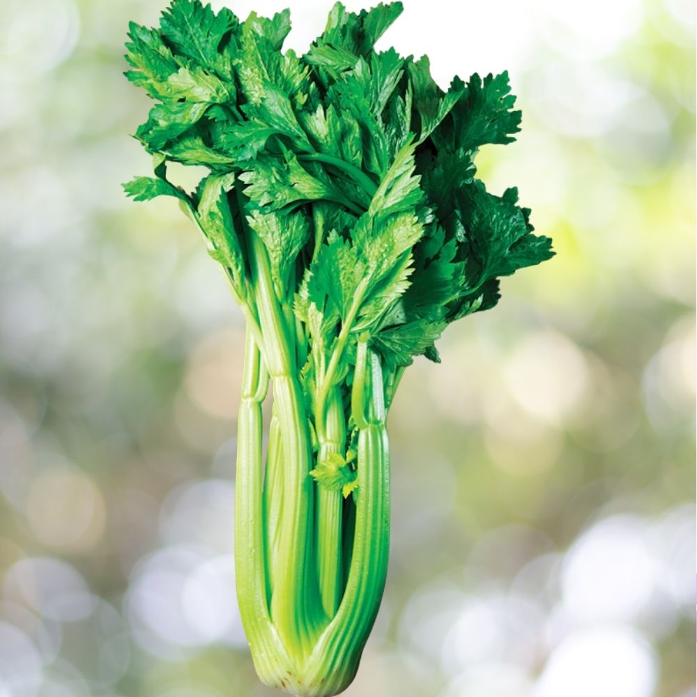 Celery Tall Utah 52/70 Seeds 2500 Count Classic Crisp Stalk Garden Variety