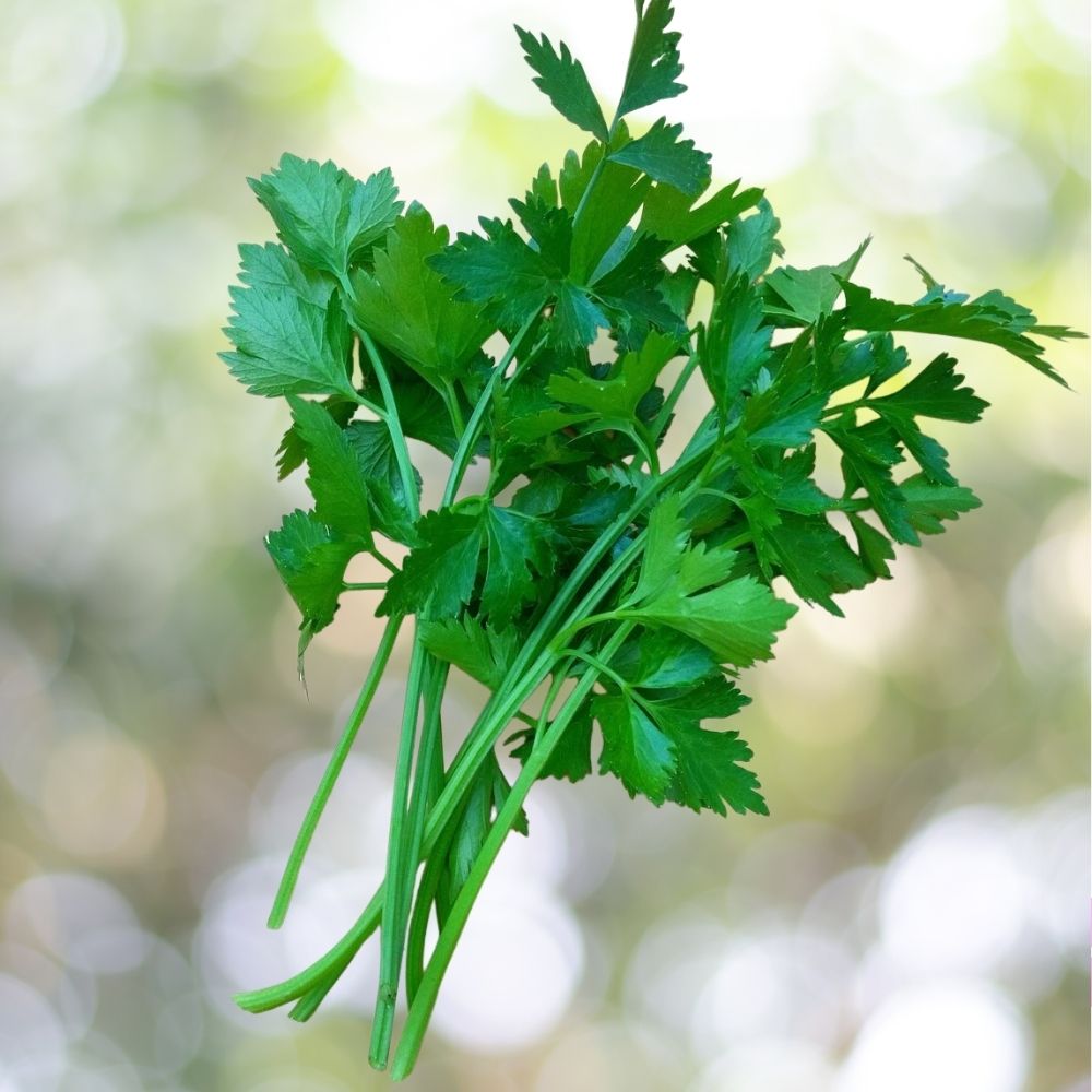 Chinese Celery Kintsai Dark Green Seeds 1350 Count Aromatic Garden Vegetable Variety