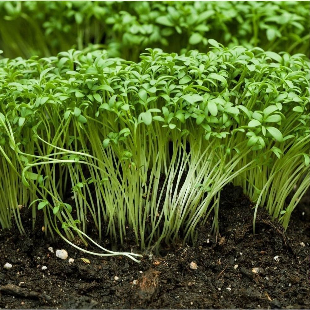 Curled Cress Pepper Cress Garden Cress Seeds 800 Count Fast Growing Salad Green