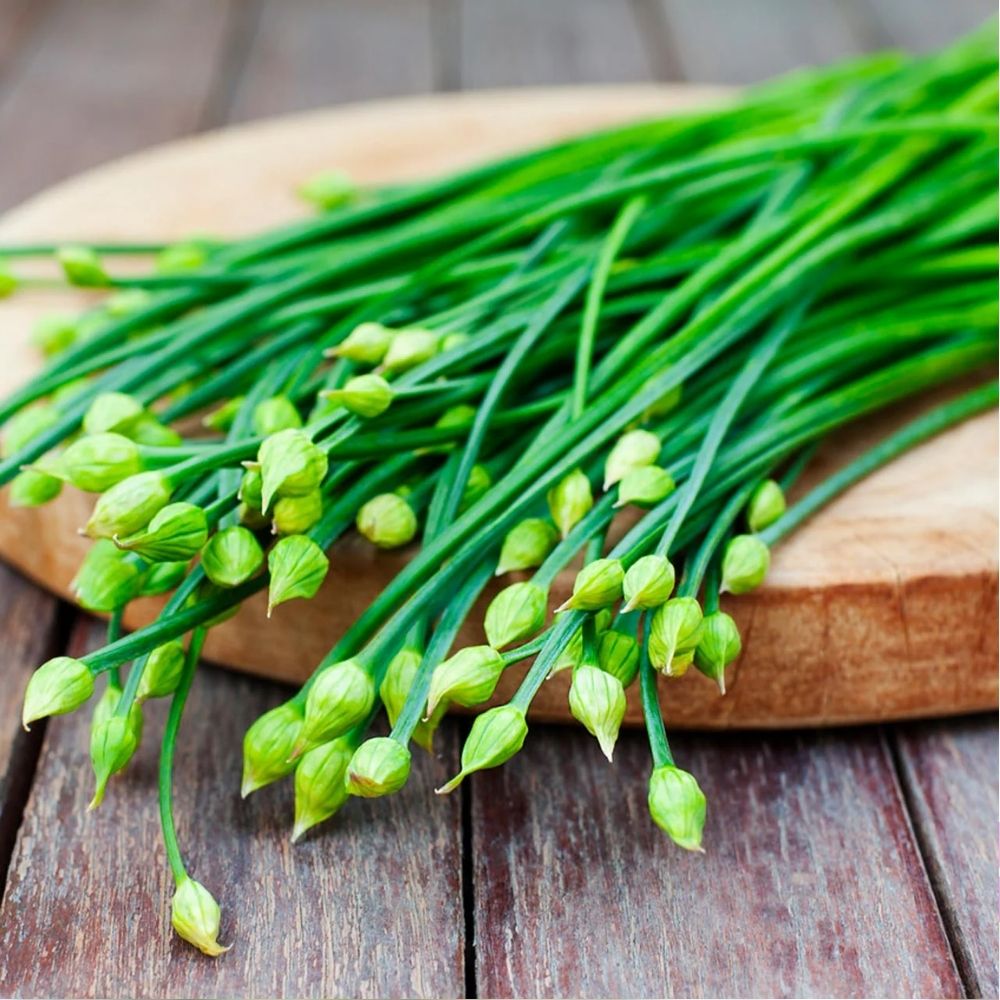 Garlic Chives Herb Seeds 100 Count Fresh Aromatic Culinary Variety