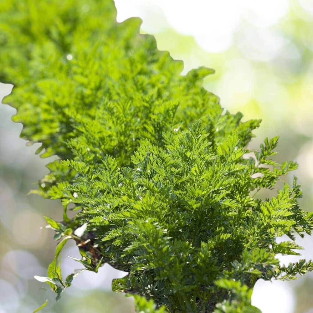 3000 Carrot MICROGREEN Seeds | Non-GMO Organic Sprouting Seeds