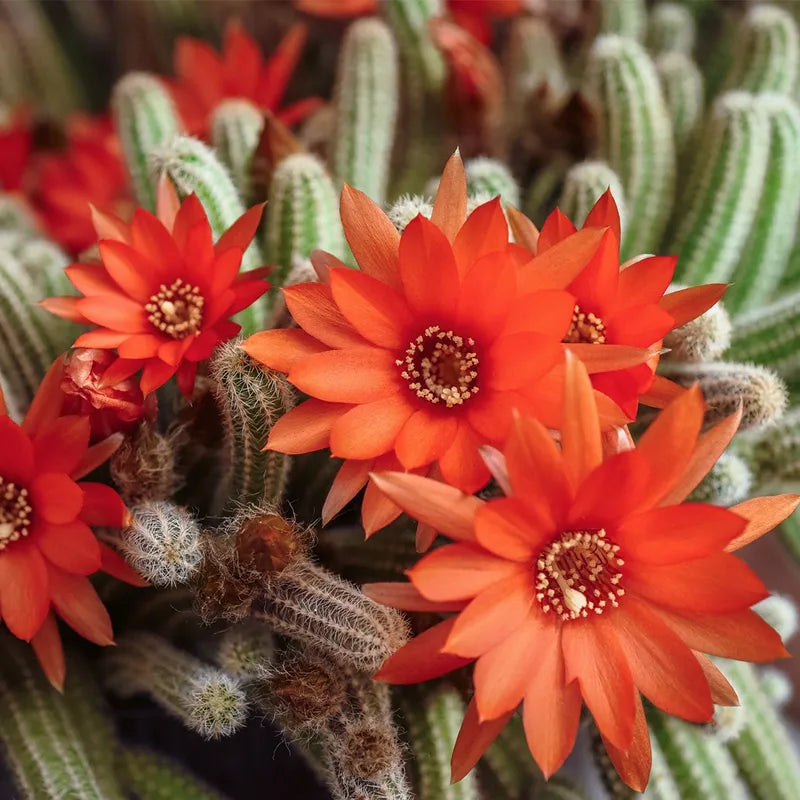 5 Echinopsis chamaecereus Cuttings โ Peanut Cactus, Unrooted Succulent Starts, Easy Grower, Orange Blooming Cactus Propagation