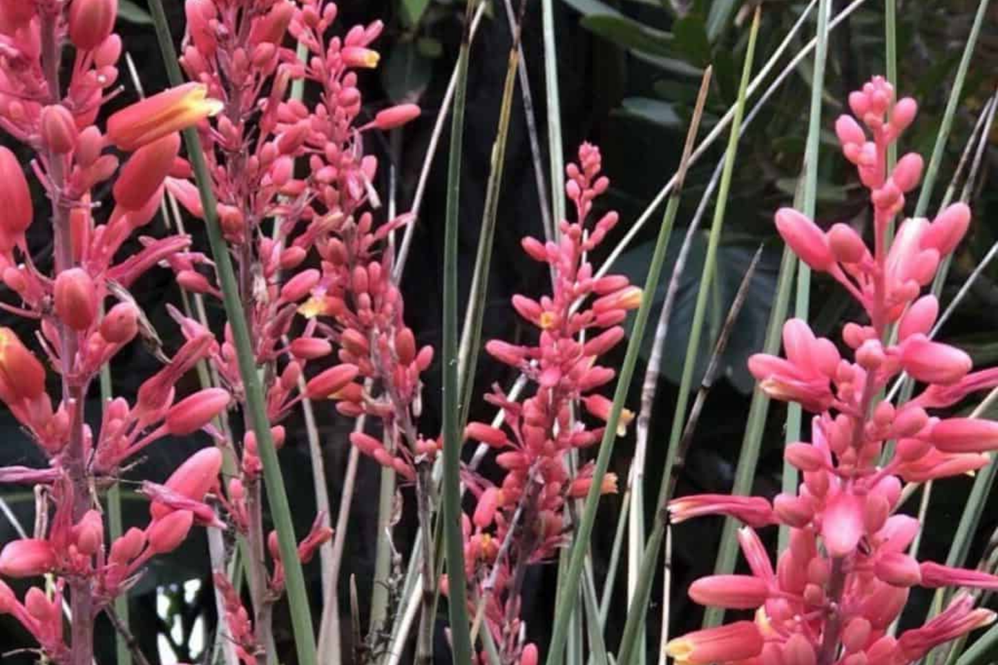 Hesperaloe Parviflora Seeds - 50 PCS Red Yucca - Heat Tolerant, Low Water, Full Sun - Texas Origin
