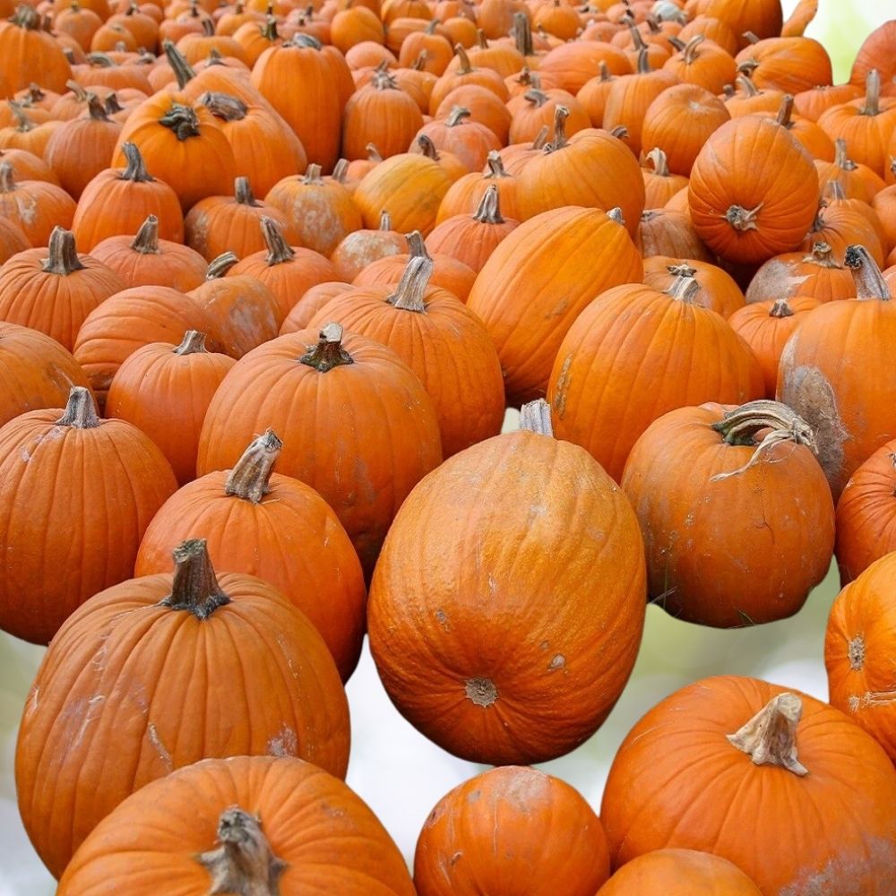 30 Small Sugar Pie Pumpkin Seeds – Heirloom Baking Squash