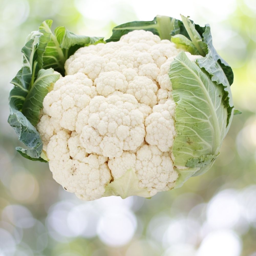800 Snowball Improved Cauliflower Seeds | Non-GMO Vegetable Seeds