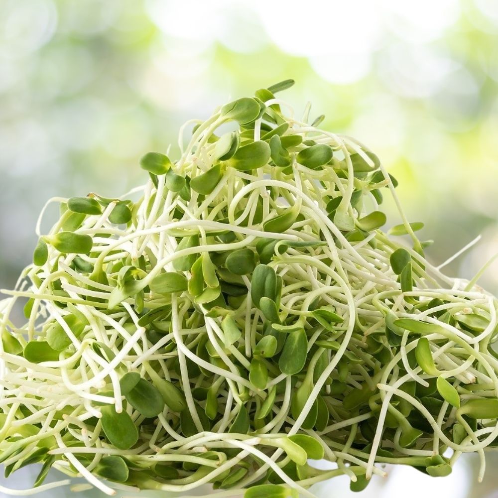 800 American Purple Top Rutabaga MICROGREEN Seeds | Non-GMO