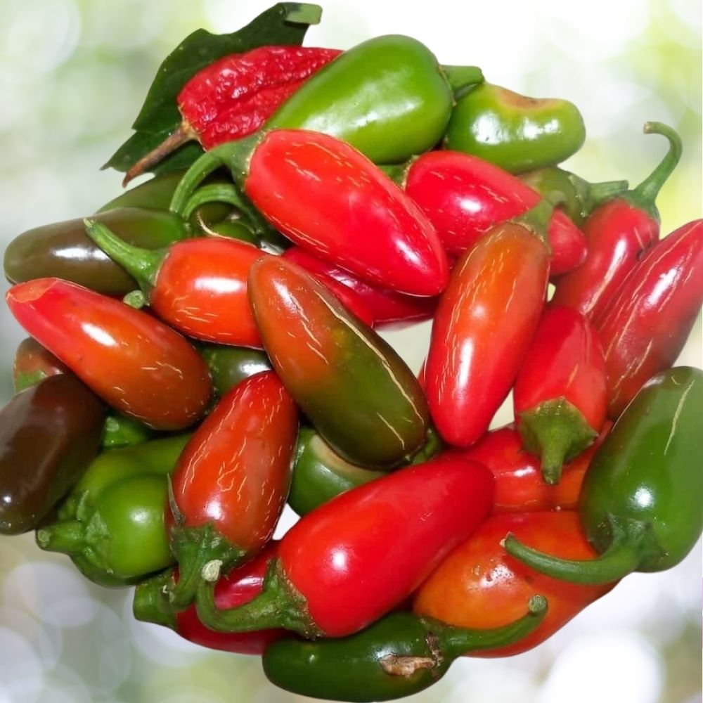 500+ Early Jalapeno Pepper Seeds | Non-GMO Heirloom | Fast Growing Hot Pepper