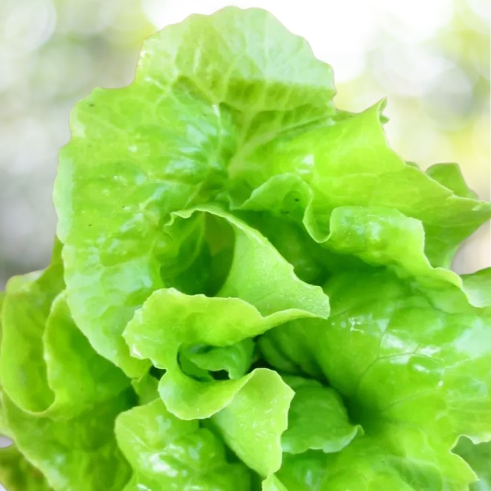 4800+ Tom Thumb Leaf Lettuce Seeds | Heirloom Cool Weather Fall Lettuce | Non-GMO