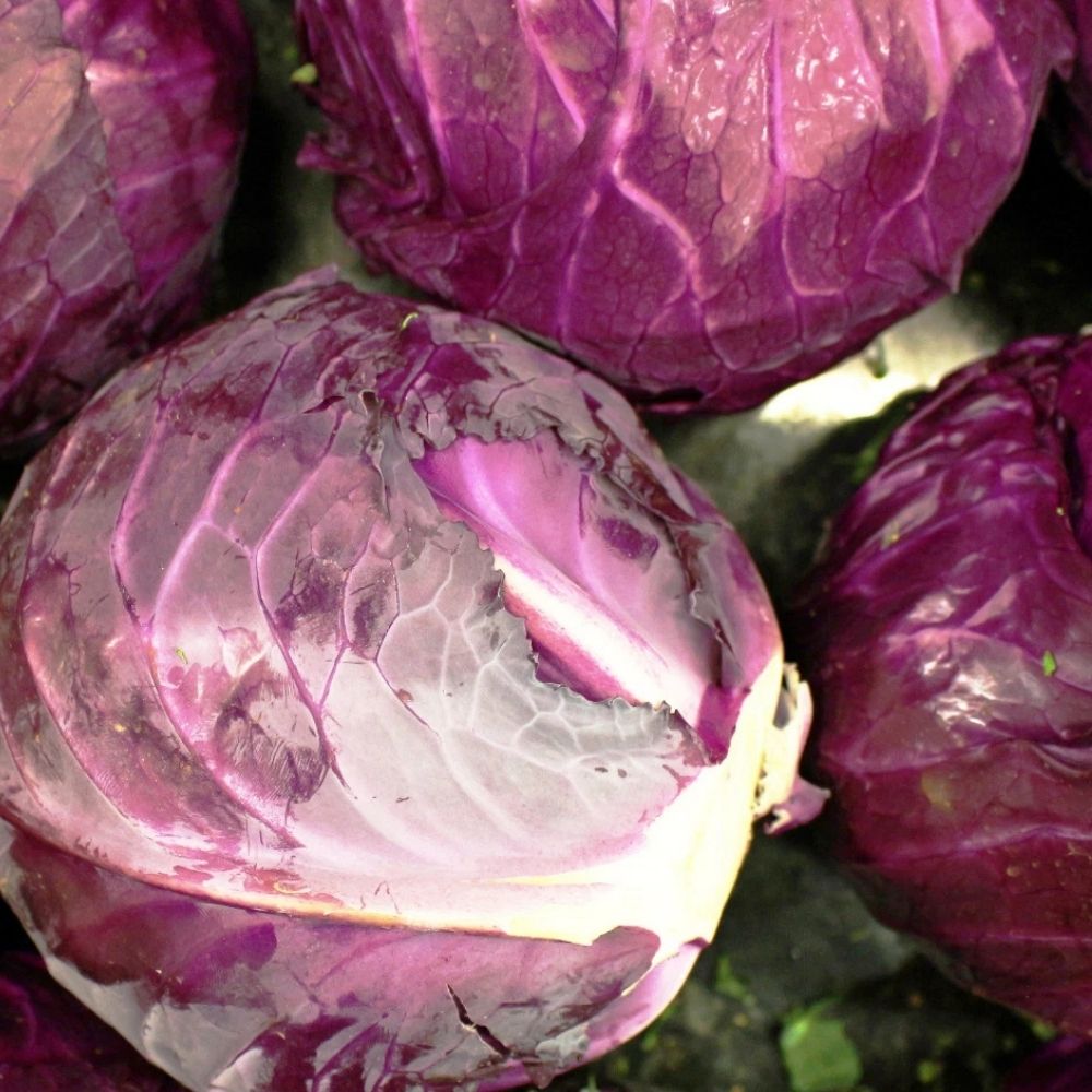 800 Red Acre Cabbage Seeds | Non-GMO Vegetable Garden