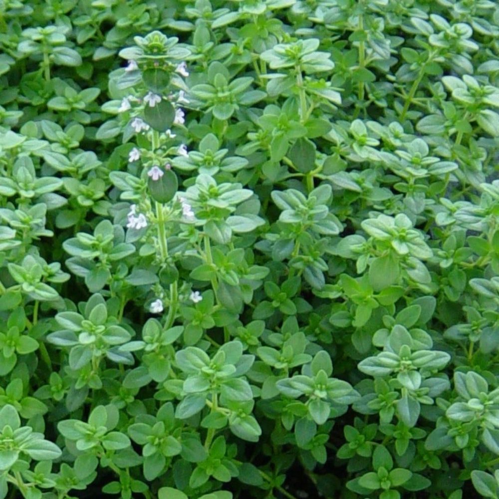 Common Thyme Seeds - 200,000 Non-GMO Seeds for Planting Herb Gardens