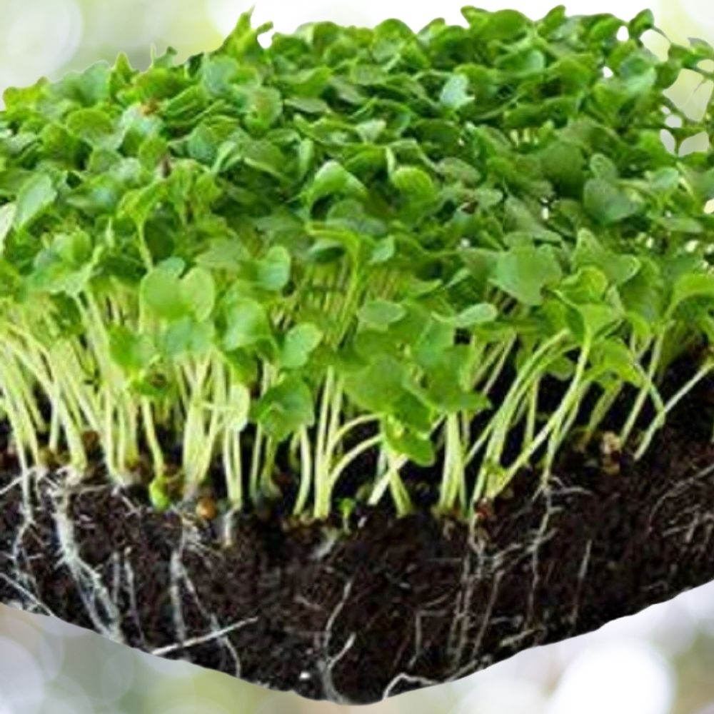 800 Vates Blue Scotch Curled Kale MICROGREEN Seeds | Non-GMO