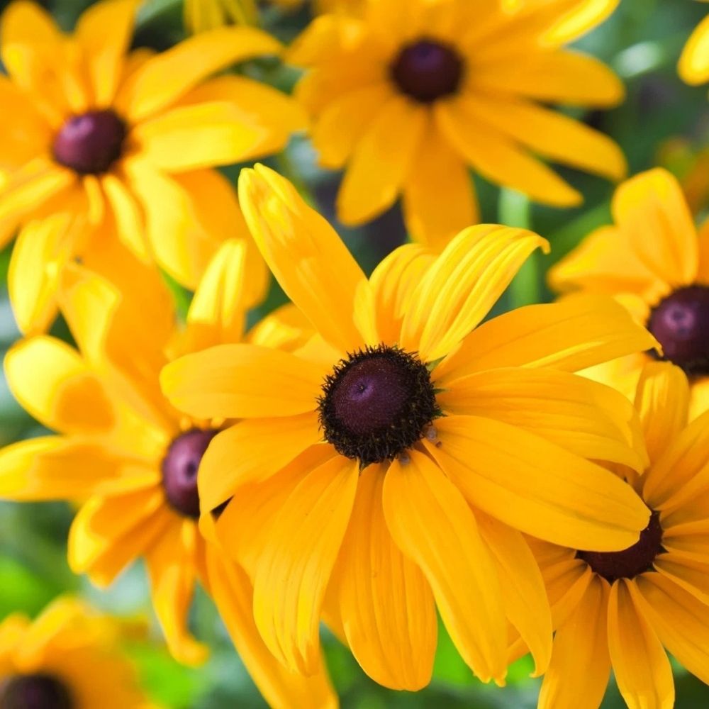2000 Black Eyed Susan Seeds | Non-GMO