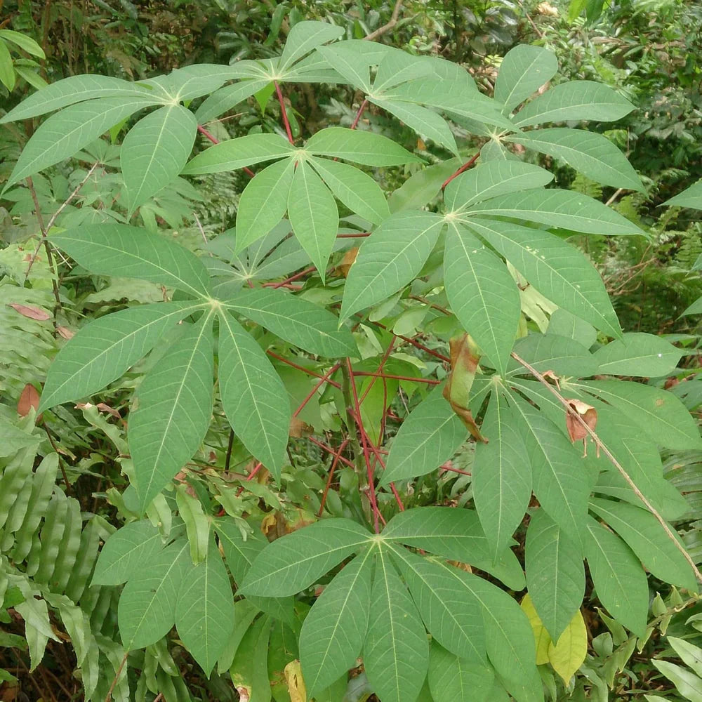 4 Cassava Cuttings – Manihot esculenta Live Tropical Stems – Hardy Green Foliage Plant for Landscaping, Edible Gardens & Containers