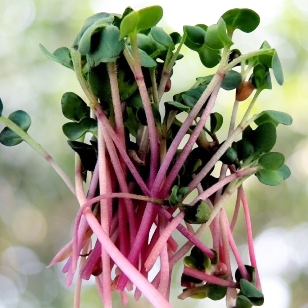 200 Triton Purple Radish Microgreen Seeds Non GMO
