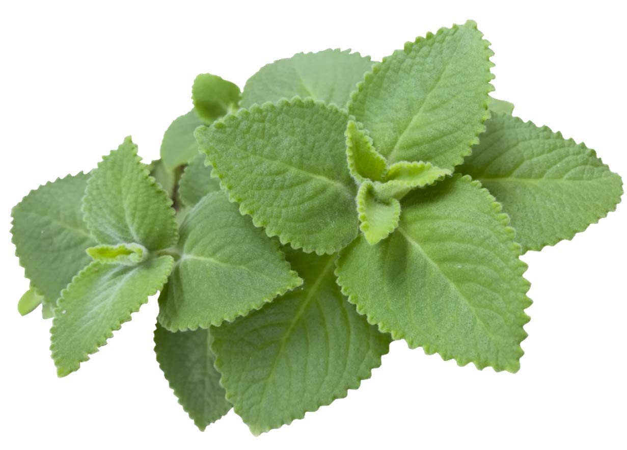 Cuban Oregano Plant Organic 5-7β β Well Rooted | Indian Borage | Plectranthus Amboinicus Live Herb for Cooking & Medicinal Use