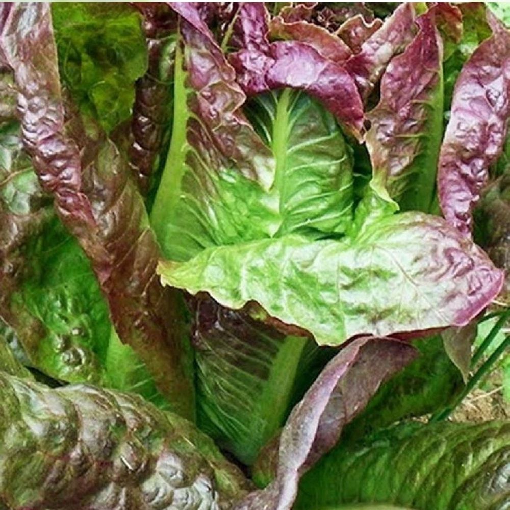 40000 Red Romaine Lettuce Seeds - Non-GMO Heirloom Garden Seeds