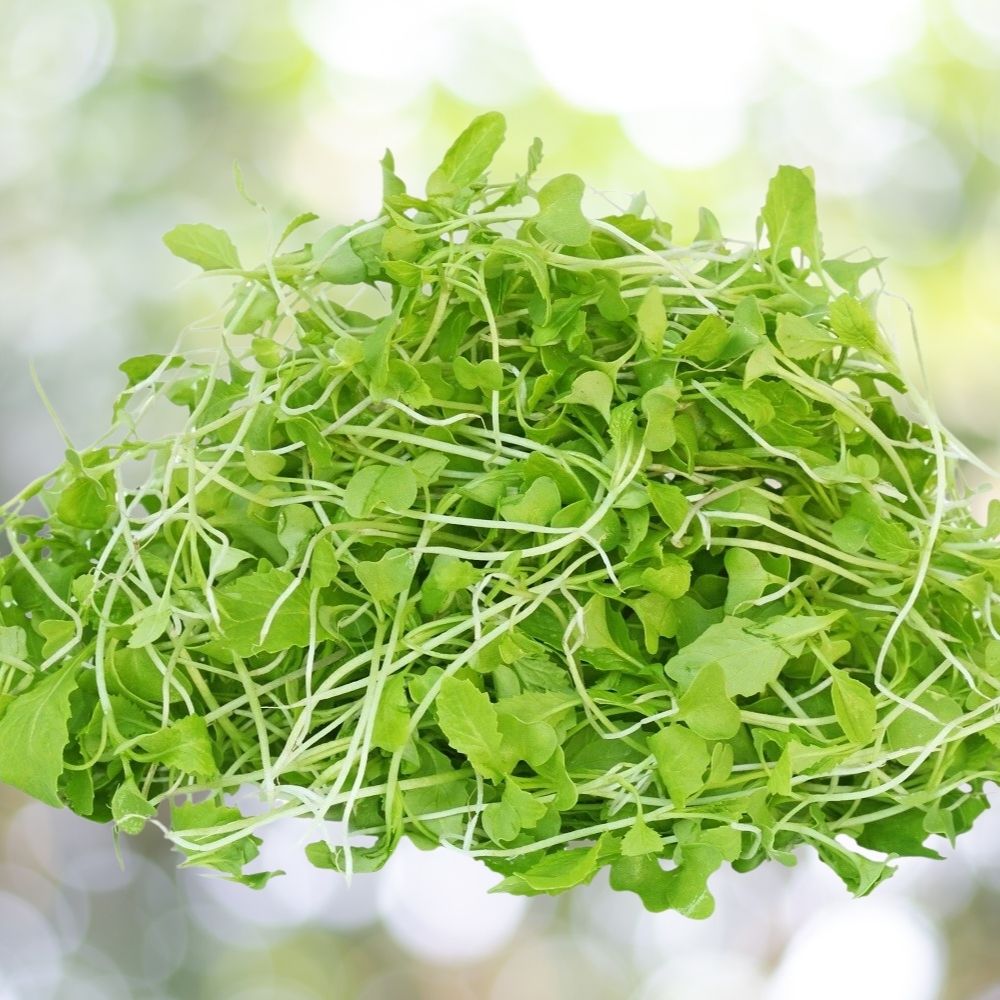2000 Southern Giant Curled Mustard MICROGREEN Seeds | Non-GMO