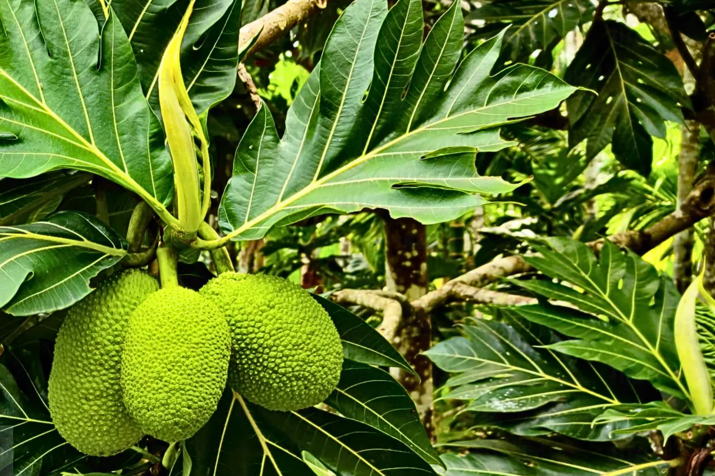 Grafted Breadfruit Tree (Artocarpus altilis) β Tropical Live Fruit Tree, 3β²-4β² Tall, Fast Yield & High-Quality Fruit