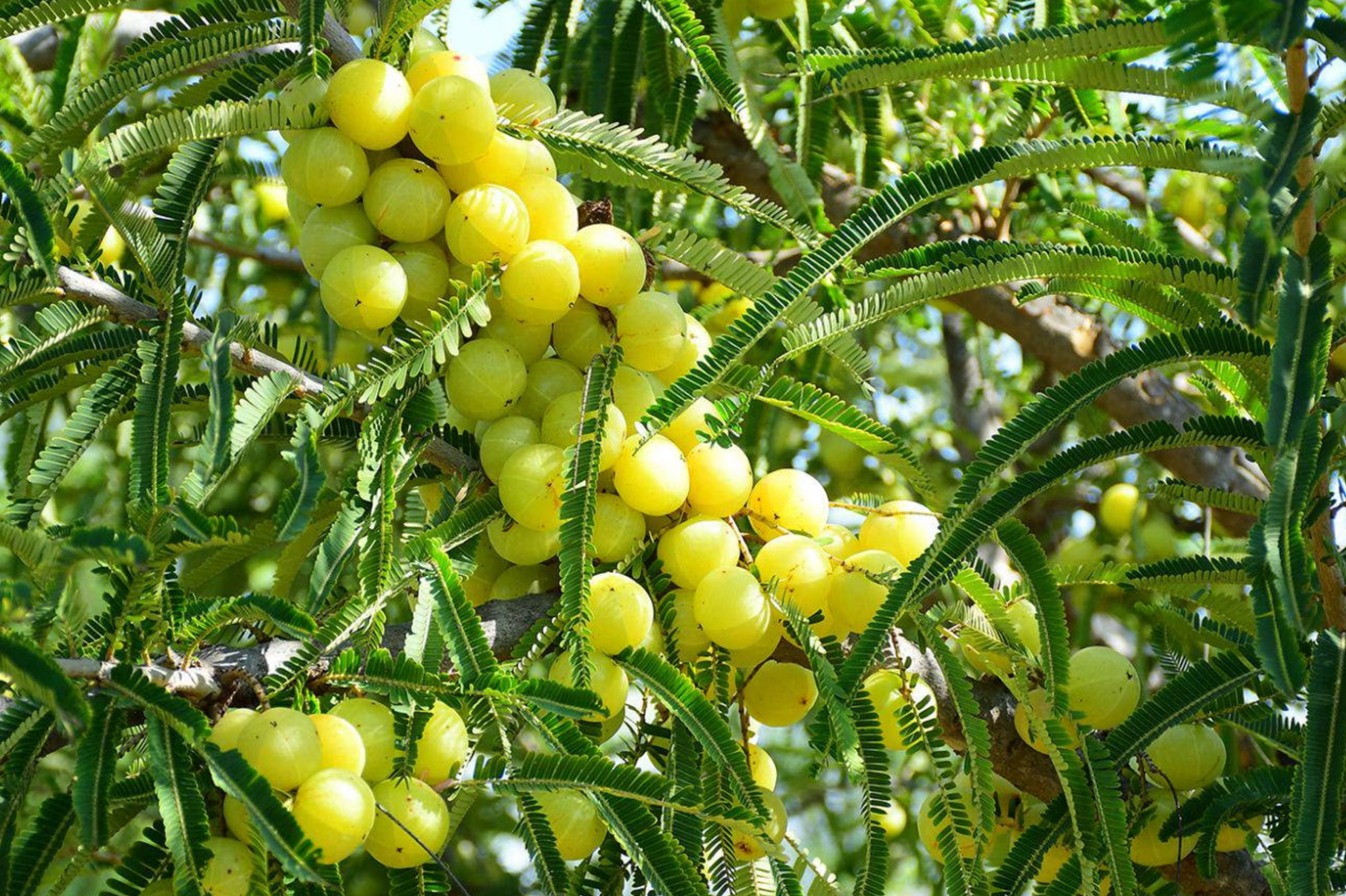 Otaheite Gooseberry Starter Plant - Phyllanthus acidus 1β-2" | Tropical Fruit Tree for Garden