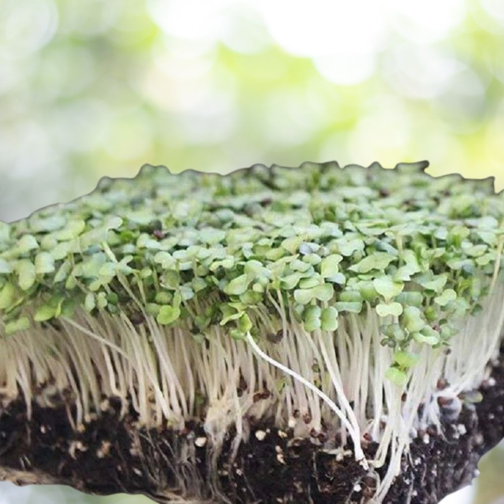 800 Purple Top White Globe MICROGREEN Seeds | Non-GMO