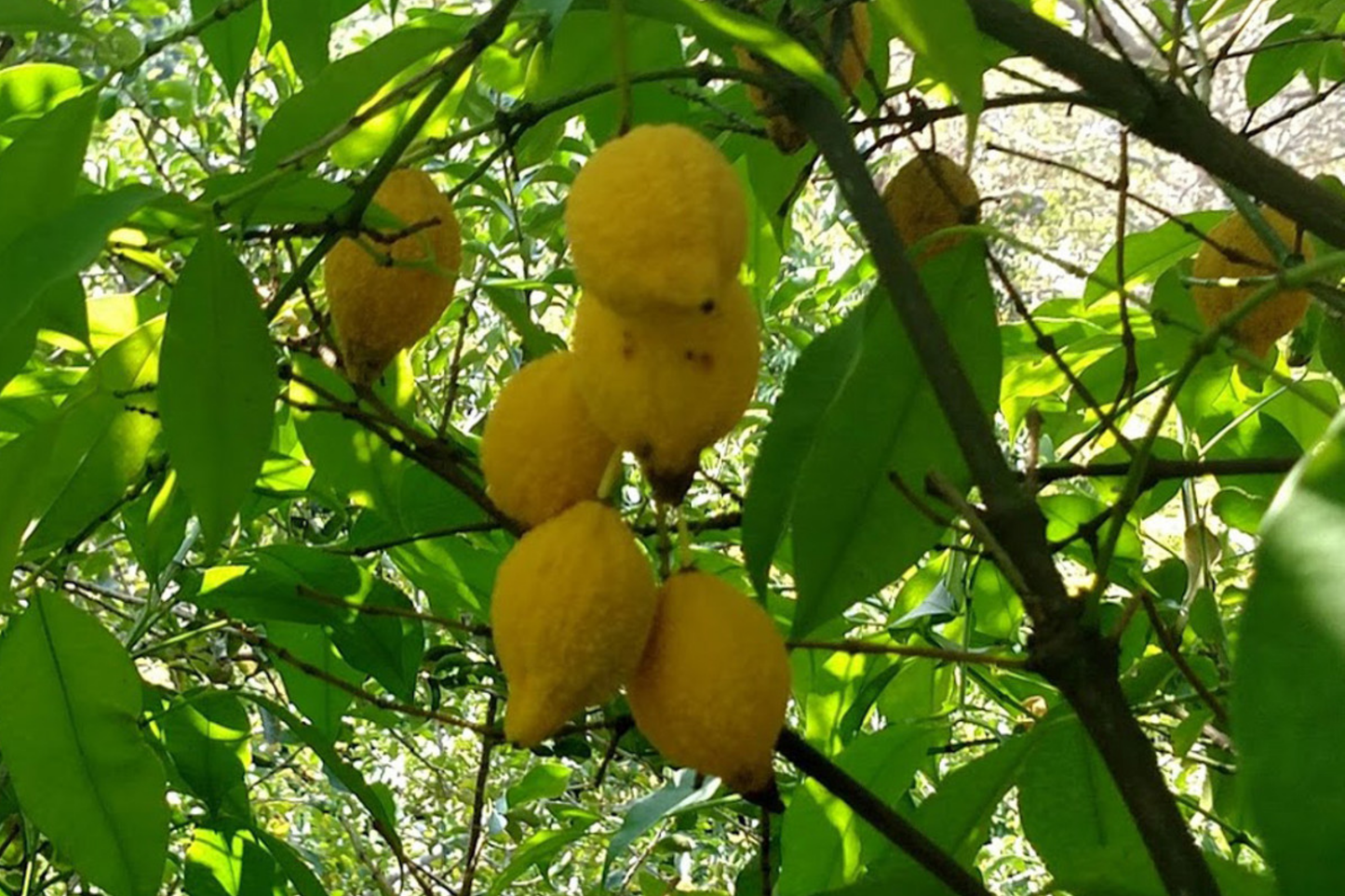 Bumpy Lemon (Garcinia madruno) Starter Plant | Tropical Fruit Tree Unique Citrus Flavor | 12β-24β Tall