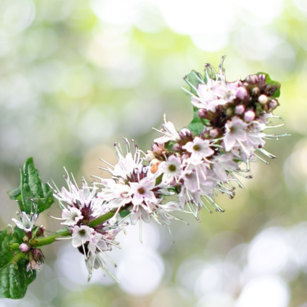 37500 Spearmint Herb Seeds for Planting | Non-GMO Mint Seeds