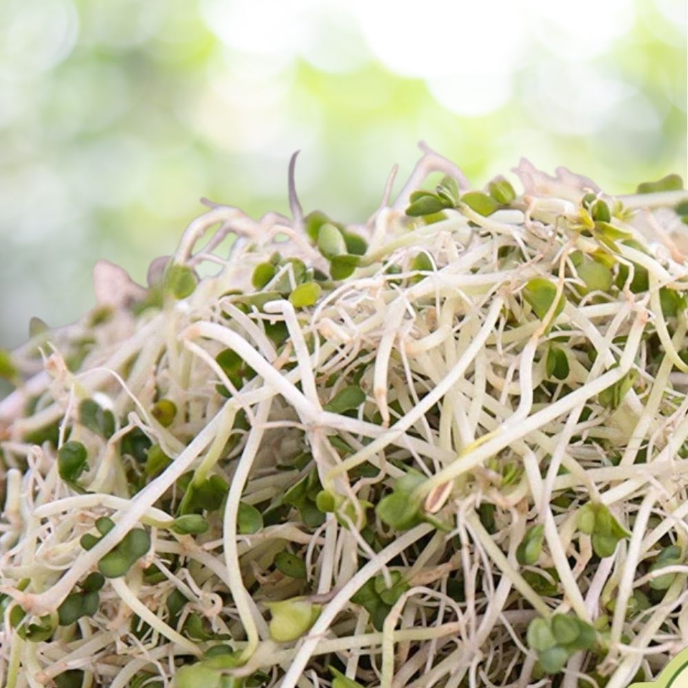 9000+ Broccoli Sprouting Seeds | Non-GMO Organic Microgreen | Brassica Oleracea