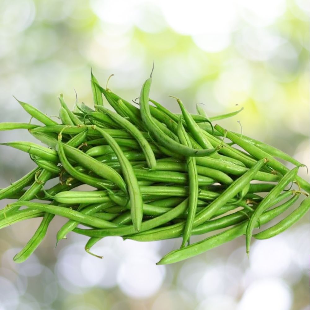 100+ Blue Lake Pole Bean Seeds | Non-GMO Heirloom | Fresh Vegetable Garden Seeds