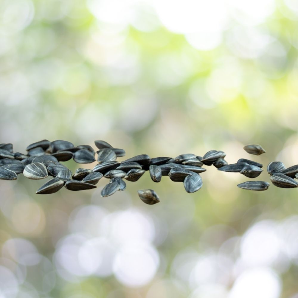 30 Organic Black Oil Sunflower Microgreen Seeds | Non-GMO