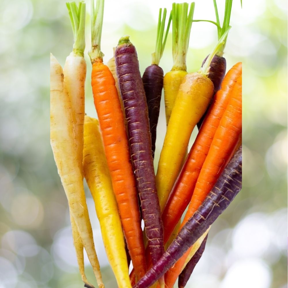 3000+ Rainbow Carrot Seeds - Colorful Mix NON-GMO Heirloom Variety for Home Garden