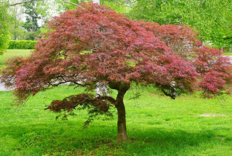 10 Japanese Maple โGarnetโ Cuttings โ Weeping Acer palmatum, Unrooted Wood for Grafting or Rooting, 6โ7โ Long, 3โ5mm Thic
