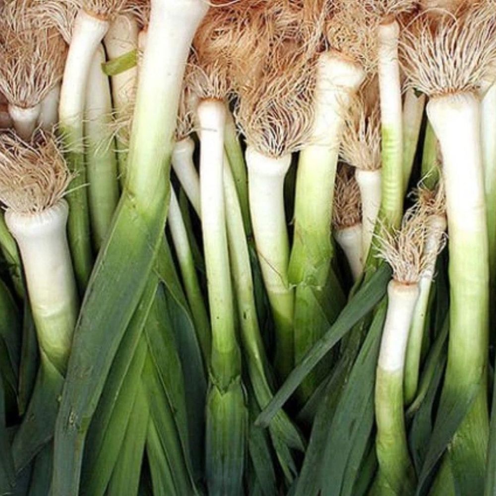 American Flag Leek Seeds 10000+ NON-GMO Heirloom Vegetable Garden Fast Shipping