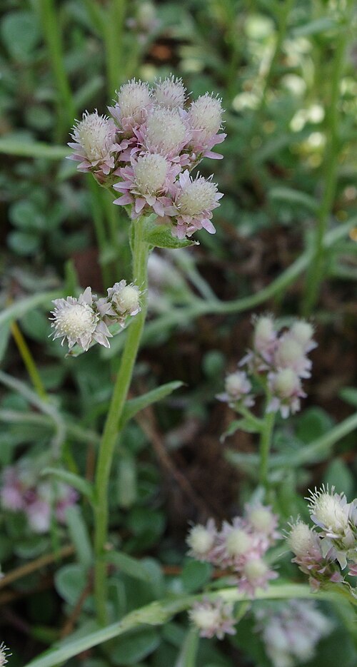 Antennaria neglecta Seeds β Prairie Pussytoes | Native Groundcover Wildflower | Drought Tolerant | 100 Seeds