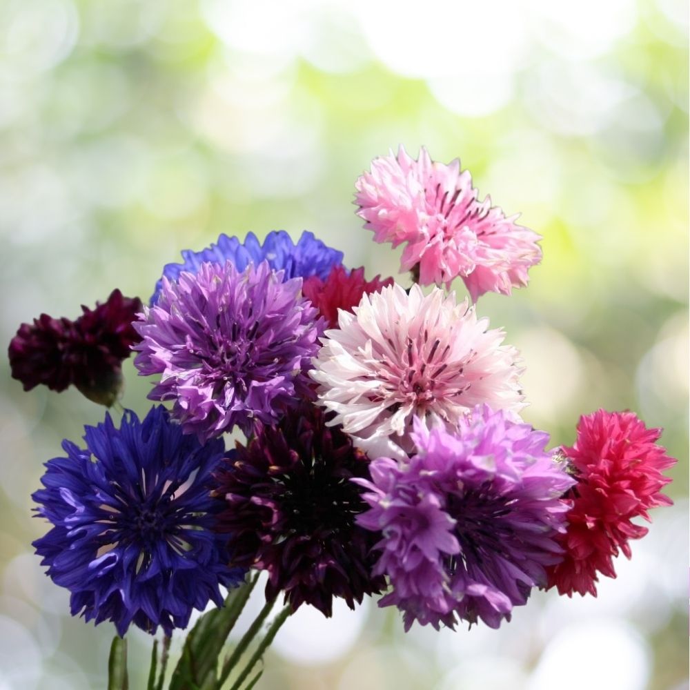 Bachelor Button Dwarf Polka Dot Mix Seeds - 3400 Seeds Centaurea Fast Shipping