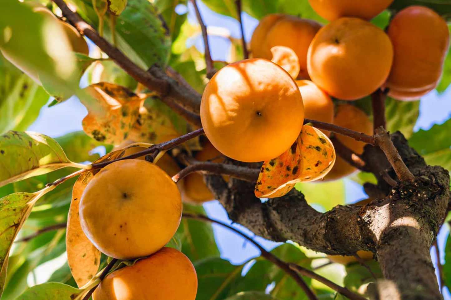 Fuyu Persimmon Tree β 1 Live Bareroot Tree up to 2ft Tall β Diospyros kaki Non-Astringent Sweet Fruit Tree for Home Orchard