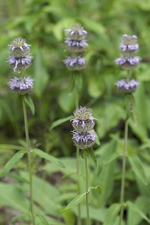 Blephilia ciliata Seeds β Downy Wood Mint | Ohio Horsemint | Native Pollinator Wildflower | 300 Seeds