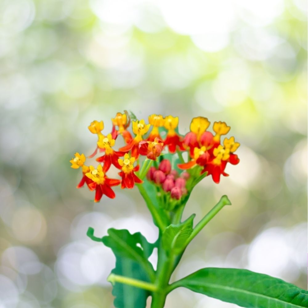 2650 Blood Flower Seeds Tropical Milkweed Mexican Butterfly Weed Fast Shipping
