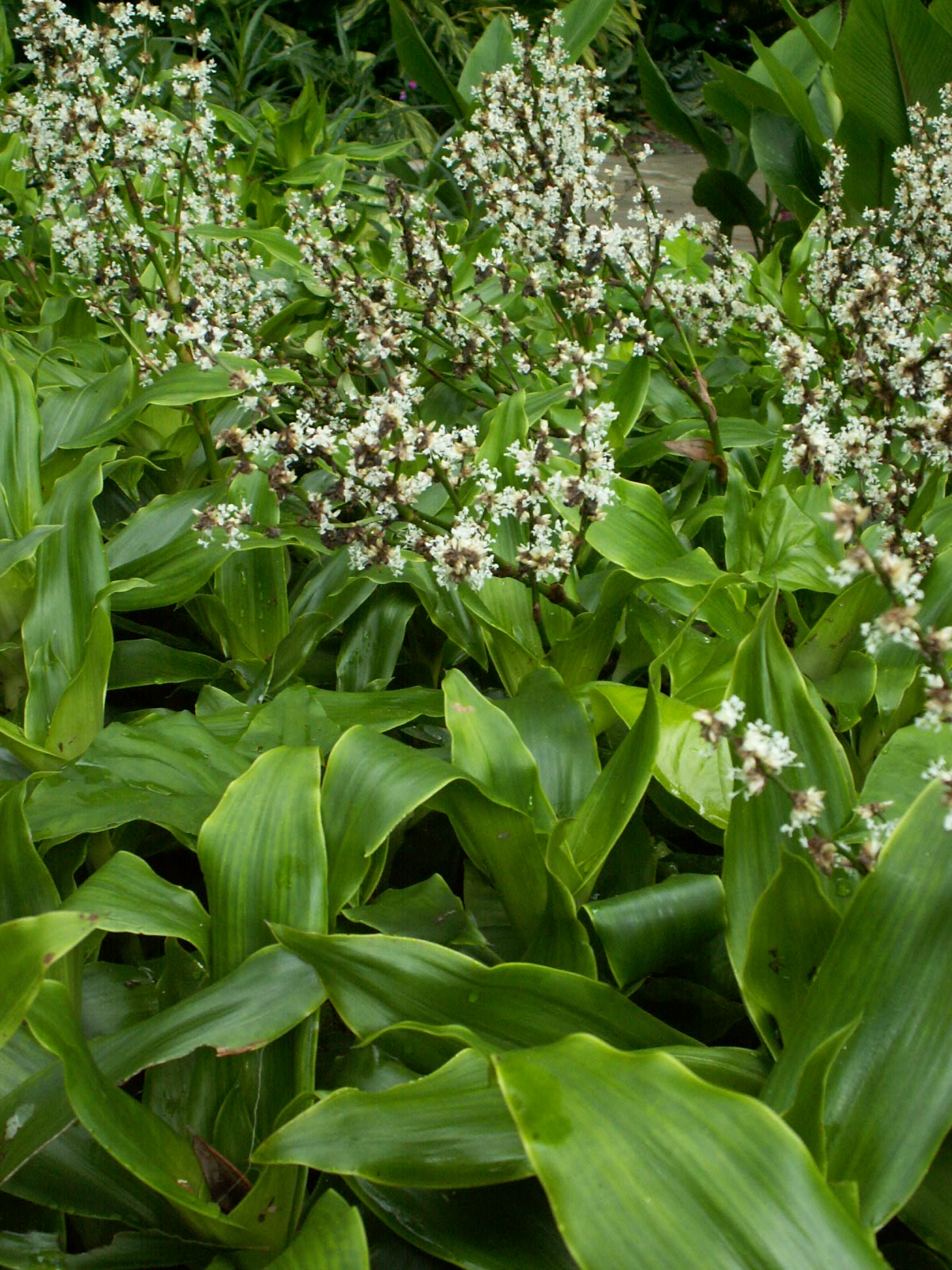 Basket Plant Cuttings (Callisia fragrans) 5 Unrooted 4โ6โ | Planta Canasta | Easy to Root | Air Purifying Medicinal Houseplant