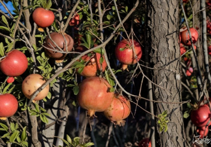10 Wonderful Pomegranate Cuttings Unrooted Scion Wood Punica Granatum for Grafting or Rooting