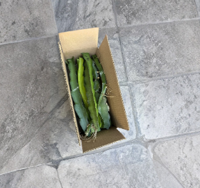 Dragon Fruit Unrooted Cuttings 8–12 Inch Pitaya Cactus Plant for Propagation