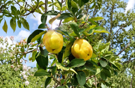 Honey Quince Fresh Cuttings 5 Pack Ready for Rooting Ornamental Flowering Shrub Starter Plant