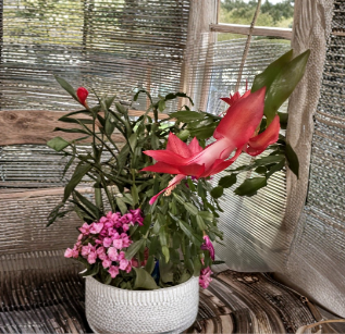 Red Thanksgiving Christmas Cactus Cutting Schlumbergera Truncata Unrooted Holiday Cactus for Propagation