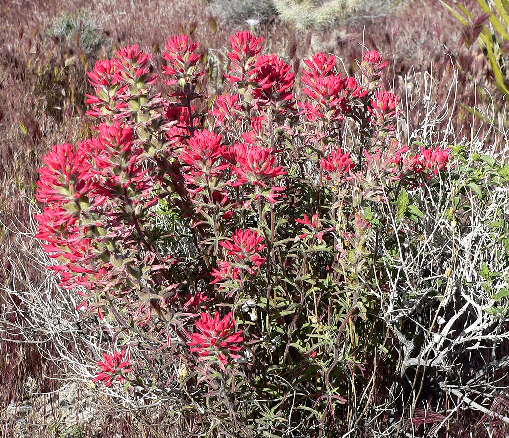50 Castilleja angustifolia v. dubia Seeds | Northwestern Indian Paintbrush | Native Perennial Wildflower for Pollinators