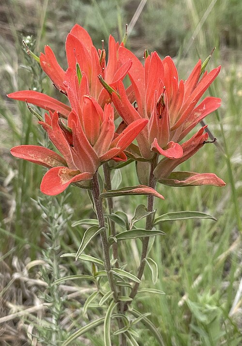 50 Castilleja integra Seeds | Orange Paintbrush | Southwestern Wholeleaf Indian Paintbrush | Native Perennial Wildflower