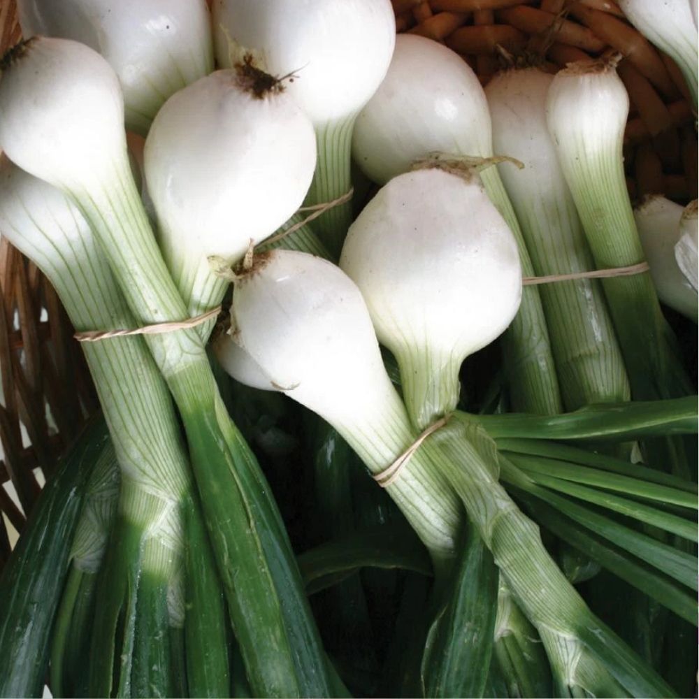 8000 Crystal White Wax Onion Seeds, NON-GMO Pearl Pickling Onion Fast Shipping